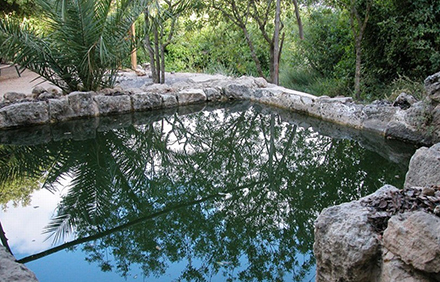 עין תמר. צילום: יעקב שקולניק, ארכיון הצילומים של קקל