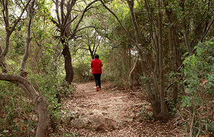 בלב החורש בשביל חירבת עבאס. צילום: יעקב שקולניק, ארכיון הצילומים של קקל