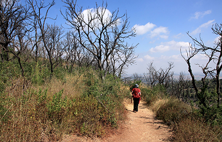 שביל בשמורת המסרק עם שרידי שריפה. צילום: יעקב שקולניק, ארכיון הצילומים של קקל