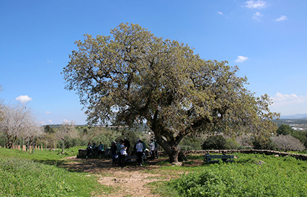 פינת ישיבה לצל אלון תבור לאורך המסלול. צילום: יעקב שקולניק, ארכיון הצילומים של קקל