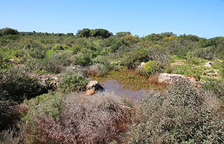 חפשו את בעלי החיים בחורף. המחצבה הרדודה. צילום: יעקב שקולניק, ארכיון הצילומים של קקל
