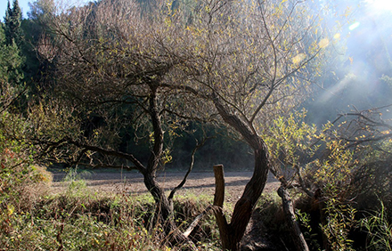 עץ ערבה בחורף. צילום: יעקב שקולניק, ארכיון הצילומים של קקל
