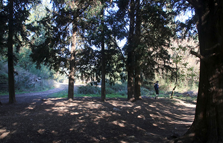 חורשת תריסר הברושים. צילום: יעקב שקולניק, ארכיון הצילומים של קקל