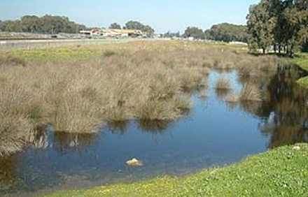 בריכת סמר בחדרה. צילום: : ד"ר אלדד אלרון