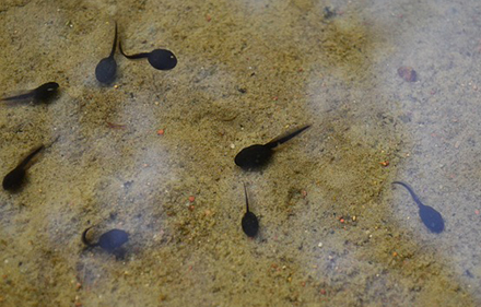 ראשנים. צילום:  Claudia Peters from Pixabay