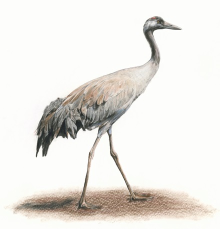 עגור אפור. ציור: יעל נעמן