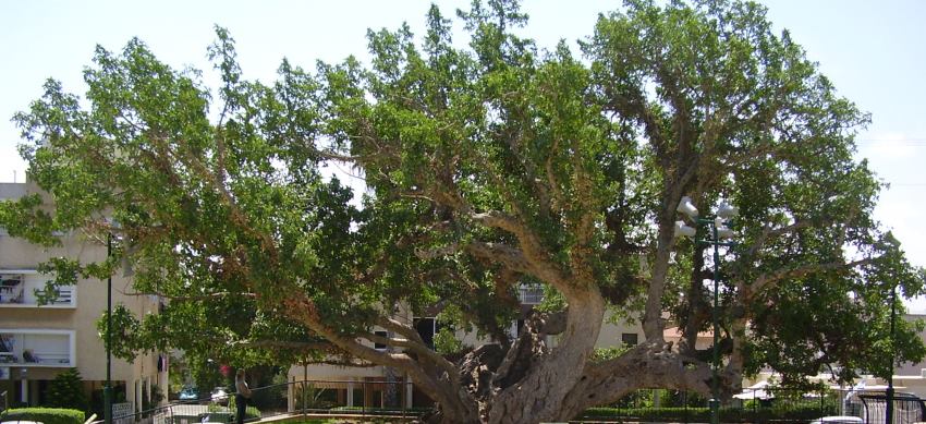 שקמת אום-חאלד
העתיקה בנתניה. צילום: ויקיפדיה