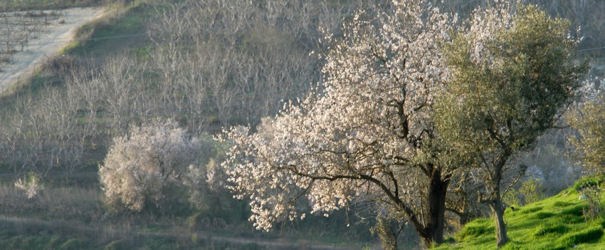 שקדיות בנפתלי. צילום: ארכיון הצילומים של קקל