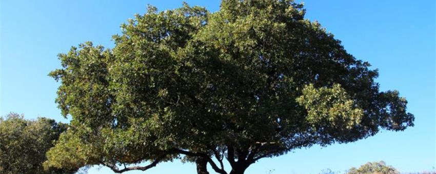 אלון התבור. צילום: יעקב שקולניק, ארכיון הצילומים של קקל