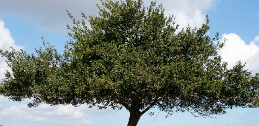 ער אציל. צילום: יעקב שקולניק, ארכיון הצילומים של קקל