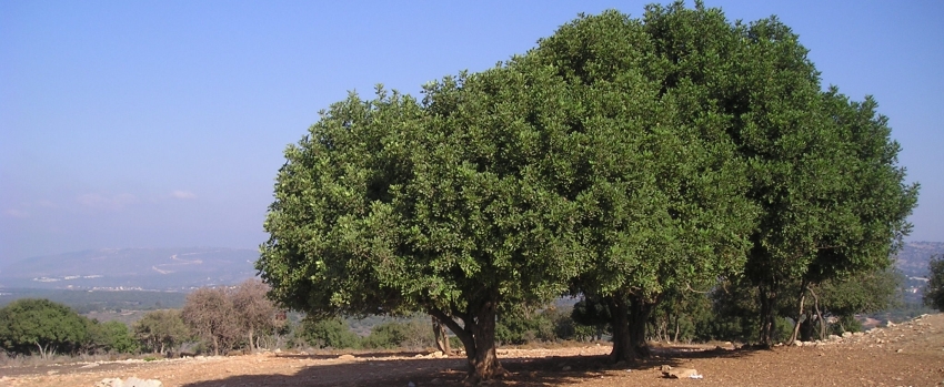 עצי חרוב. צילום: כליל אדר, ארכיון הצילומים של קקל