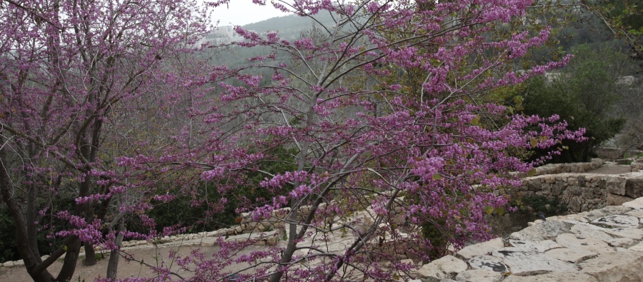 כליל החורש בסטף. צילום: יוסי זמיר, ארכיון הצילומים של קקל