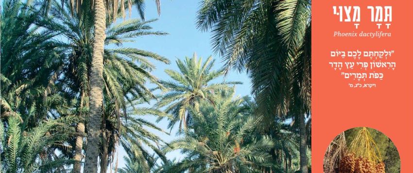 כרזה של תמר מצוי. מתוך ערכת עצי ארץ ישראל