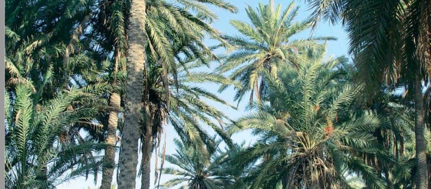 תמר. צילום: ארכיון הצילומים של קקל