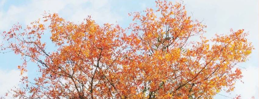 אלה ארץ ישראלית. צילום: שרה גולד