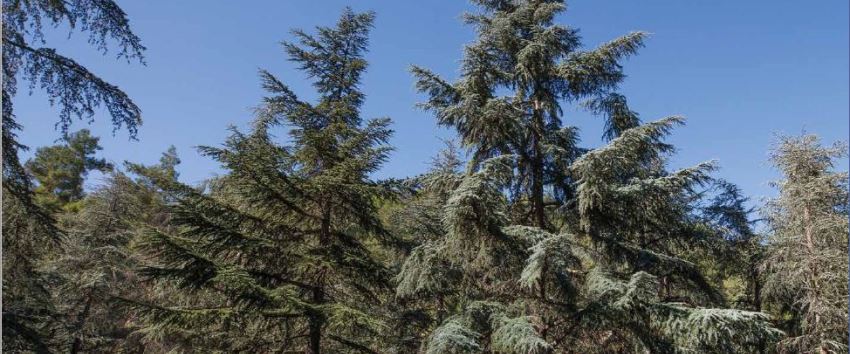 ארז הלבנון. צילום: סוכנות ג'יני, ארכיון הצילומים של קקל