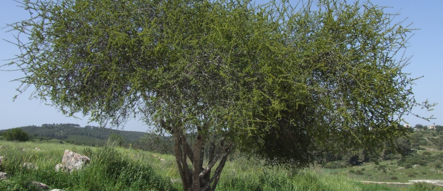 אשחר ארץ ישראלי. צילום: שרה גולד