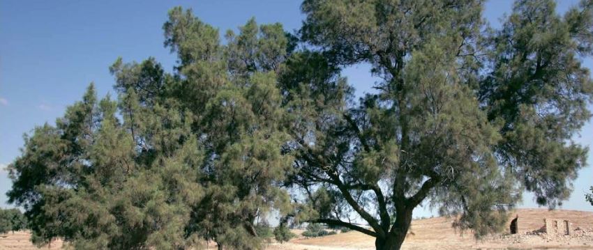 אשל הפרקים. צילום: פבלו צ'רקסקי, ארכיון הצילומים של קקל