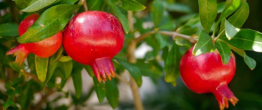 רימון. צילום: pixabay