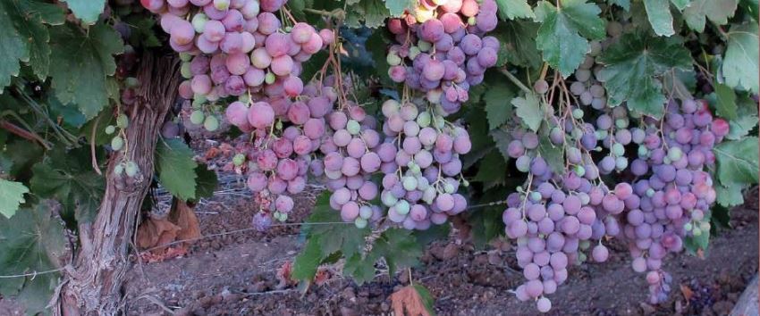 גפן היין. צילום: שרה גולד