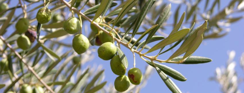 עץ זית. צילום: יואל הורוביץ, ארכיון הצילומים של קקל