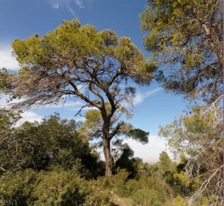 אורן ירושלים. צילום: חנן ישכר