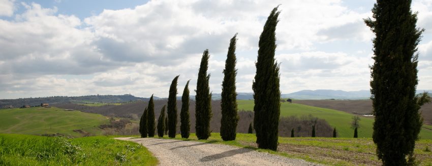 ברושים. צילום: pexels