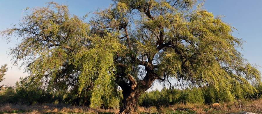 שיזף מצוי. צילום: חנן ישכר