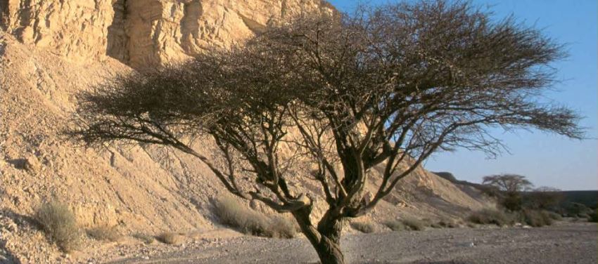 שיטה סלילנית. צילום: ארכיון הצילומים של קקל