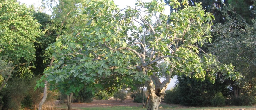 עץ תאנה. צילום: ארכיון הצילומים של קקל