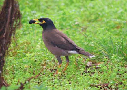 מיינה. מין פולש בישראל. צילום: שושי כהן, ארכיון הצילומים של קקל