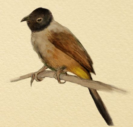 בולבול ממושקף