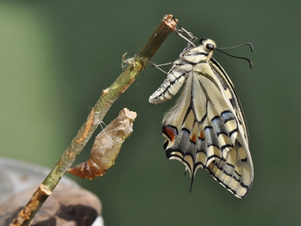 פרפר וגולם. צילום: ערן בנימיני