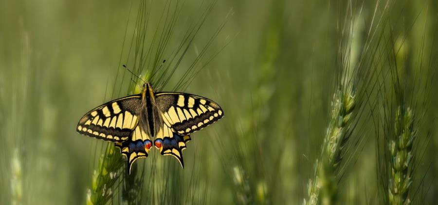צילום: בוני שיינמן, ארכיון הצילומים של קקל