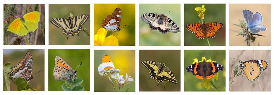 12 הפרפרים שהתחרו על תואר הפרפר של ישראל