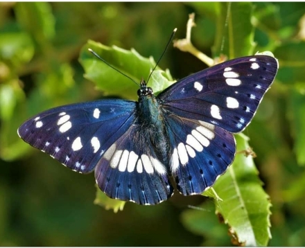 אצילית היערה. צילום: לימור גפן