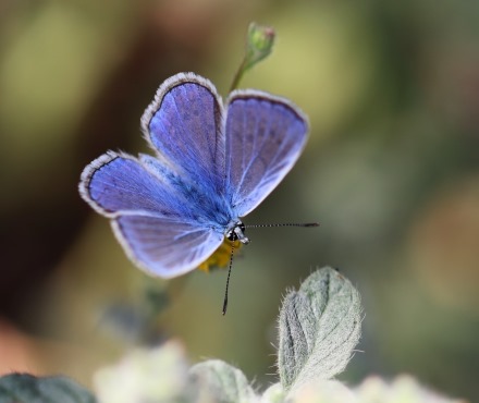 כחליל השברק. צילום: אורה נדיב