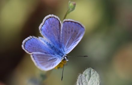 צילום: אורה נדיב