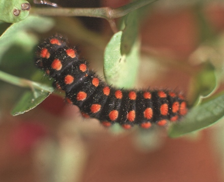 זחל של פרפר. צילום: דובי בנימיני