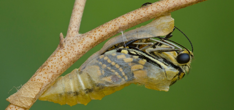 היציאה מהגולם. צילום: ניצן כהן
