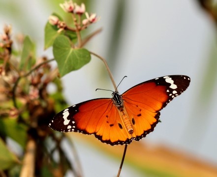 דנאית הדורה. צילום: אורה נדיב