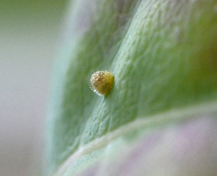 ביצה של פרפר על עלה. צילום: לאה בנימיני