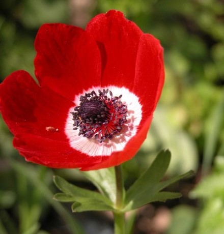 הפרח הלאומי, כלנית. צילום: אלי הללי