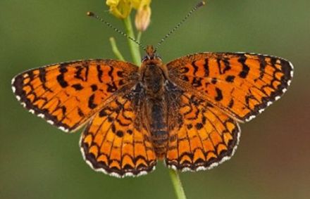 כתמית אריאל (על שם אריאל ביבס זל. בעבר כתמית ירושלים). צילום: שלו ויסמן