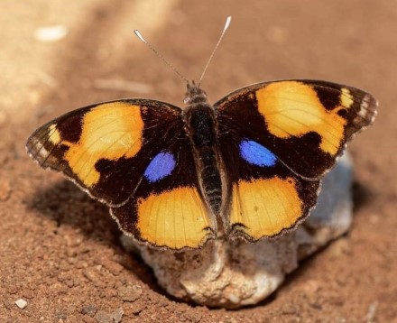 נימפית הריסן. מין מזדמן נדיר ביותר בישראל. בשל שינוי האקלים, היא נצפית בתדירות גבוהה יותר בארץ. צילום: ראיד שורוש