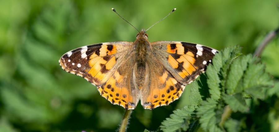 נמפית החורשף. צילום: בוני שיינמן, ארכיון הצילומים של קקל