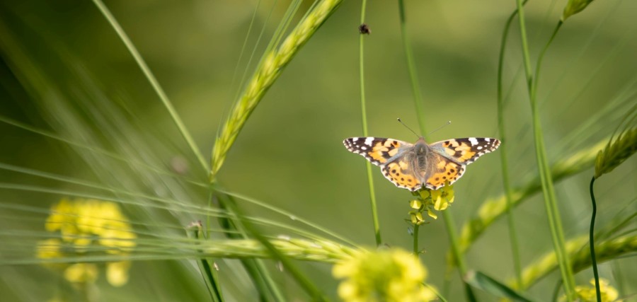 צילום: אפרת סטרטינר