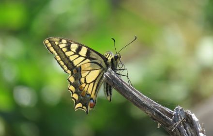 צילום: אורה נדיב
