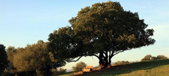 עץ אלון. צילום: יעקב שקולניק, ארכיון הצילומים של קק