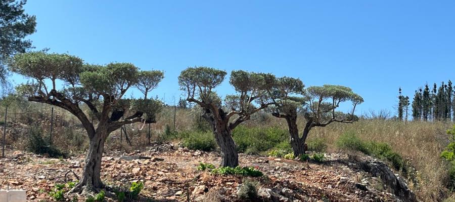 שדרת עצי זית בשוני. צילום: אדוה קימלפלד